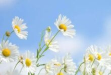 《幼儿园课程评价》第三章第一节导读-幼师课件网