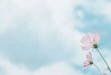 《幼儿园课程评价》第二章导读-幼师课件网