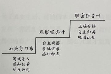 让孩子的深度学习自然发生――对大班科学活动《探秘银杏叶》阐迷-幼师课件网第2张图片