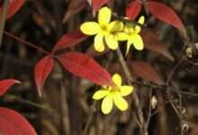 《迎春花开》小班教案-幼师课件网