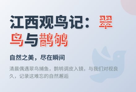 一动不动的翠鸟与蹦蹦跳跳的鹊鸲-幼师课件网