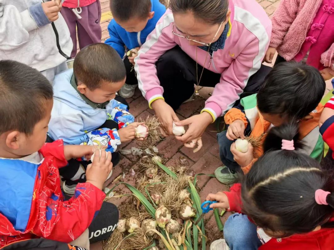 【自主课程—生命生长课程】蒜，长高了——城幼（李家园区）小中班幼儿课程故事-幼师课件网第152张图片