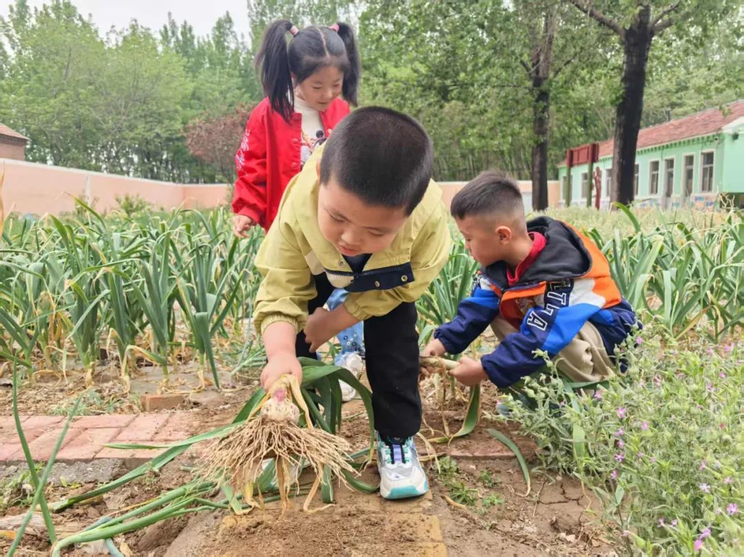 【自主课程—生命生长课程】蒜，长高了——城幼（李家园区）小中班幼儿课程故事-幼师课件网第137张图片