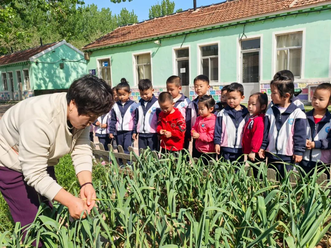 【自主课程—生命生长课程】蒜，长高了——城幼（李家园区）小中班幼儿课程故事-幼师课件网第106张图片