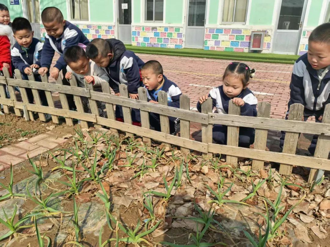 【自主课程—生命生长课程】蒜，长高了——城幼（李家园区）小中班幼儿课程故事-幼师课件网第60张图片