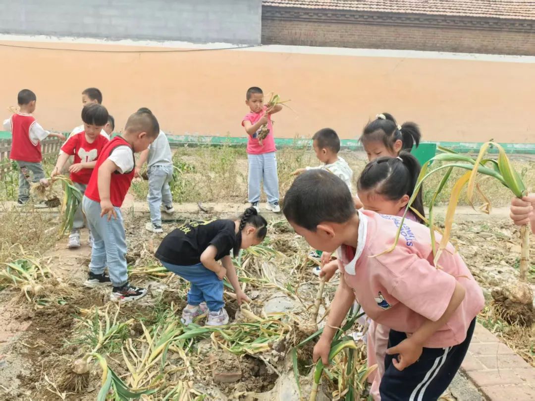 【自主课程—生命生长课程】蒜，长高了——城幼（李家园区）小中班幼儿课程故事-幼师课件网第140张图片