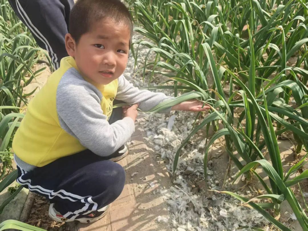 【自主课程—生命生长课程】蒜，长高了——城幼（李家园区）小中班幼儿课程故事-幼师课件网第64张图片