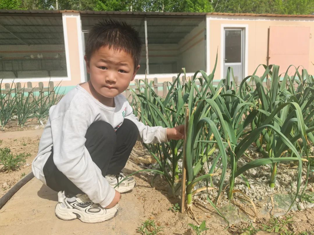 【自主课程—生命生长课程】蒜，长高了——城幼（李家园区）小中班幼儿课程故事-幼师课件网第77张图片