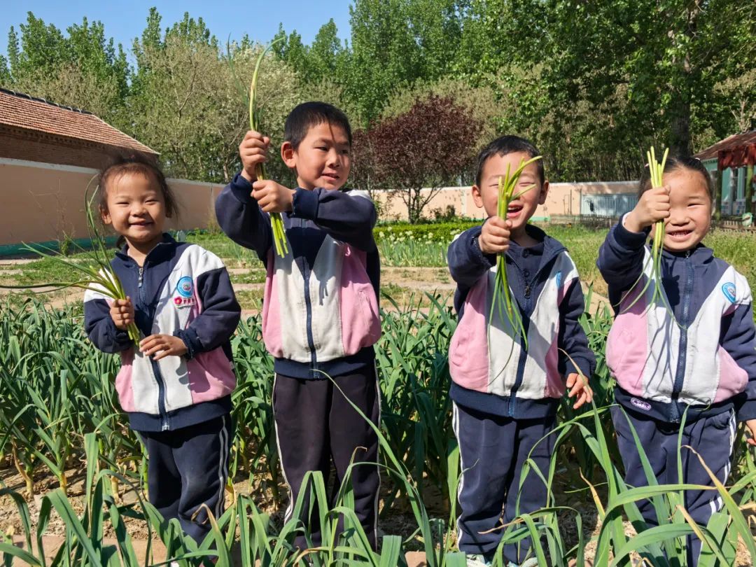 【自主课程—生命生长课程】蒜，长高了——城幼（李家园区）小中班幼儿课程故事-幼师课件网第113张图片
