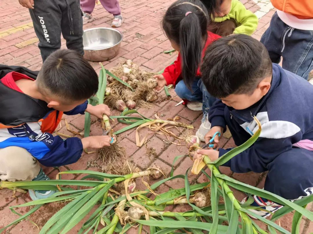 【自主课程—生命生长课程】蒜，长高了——城幼（李家园区）小中班幼儿课程故事-幼师课件网第148张图片