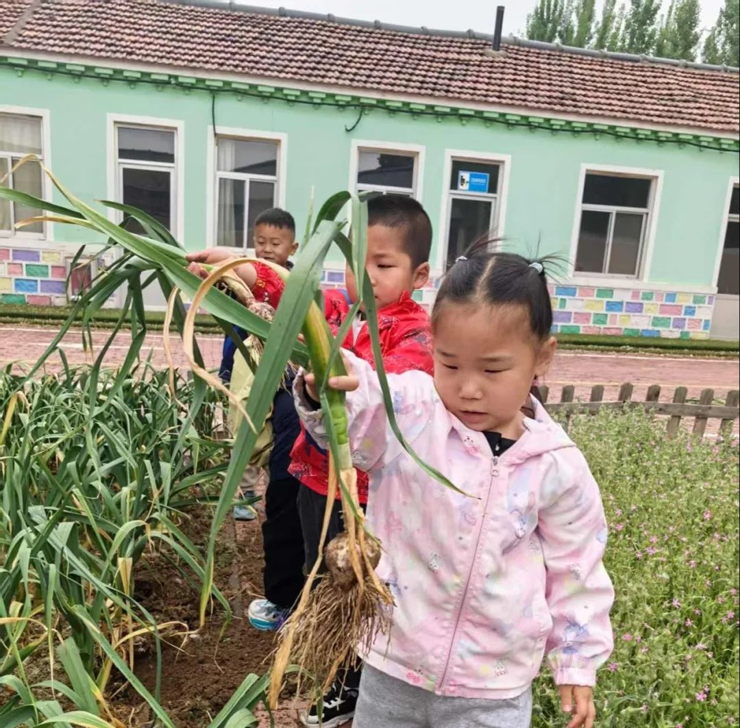 【自主课程—生命生长课程】蒜，长高了——城幼（李家园区）小中班幼儿课程故事-幼师课件网第138张图片