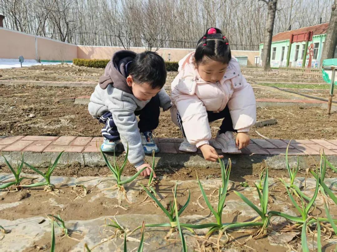 【自主课程—生命生长课程】蒜，长高了——城幼（李家园区）小中班幼儿课程故事-幼师课件网第61张图片