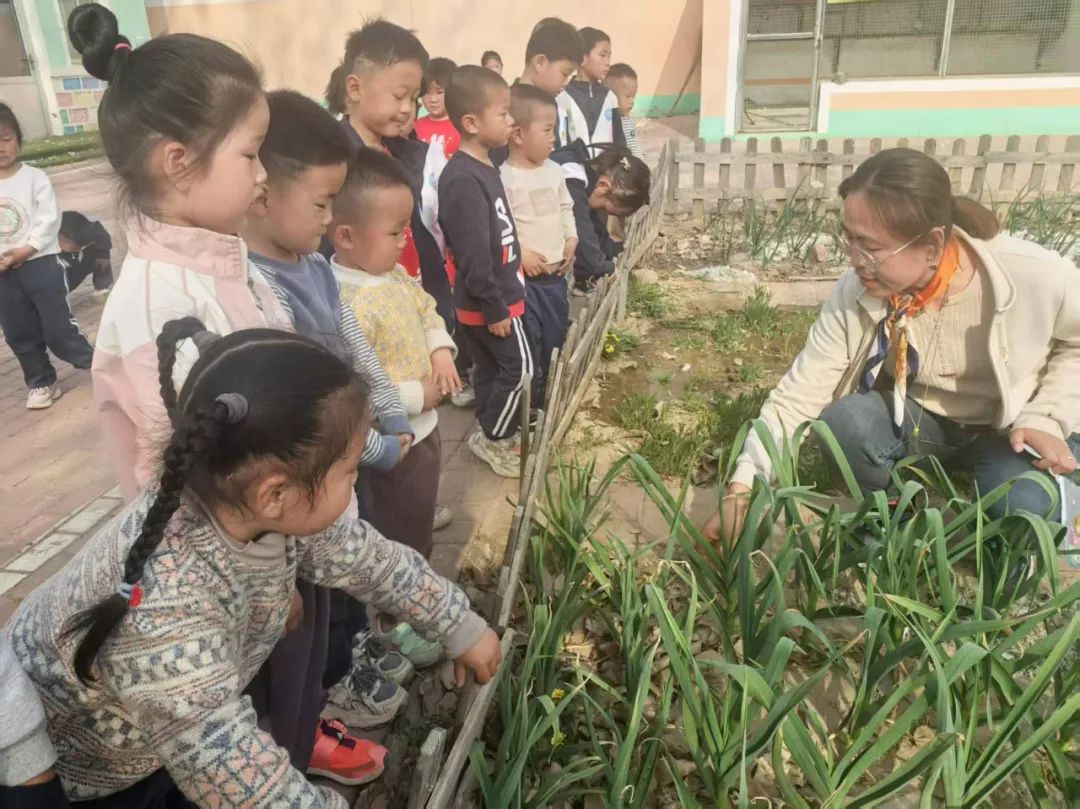 【自主课程—生命生长课程】蒜，长高了——城幼（李家园区）小中班幼儿课程故事-幼师课件网第63张图片