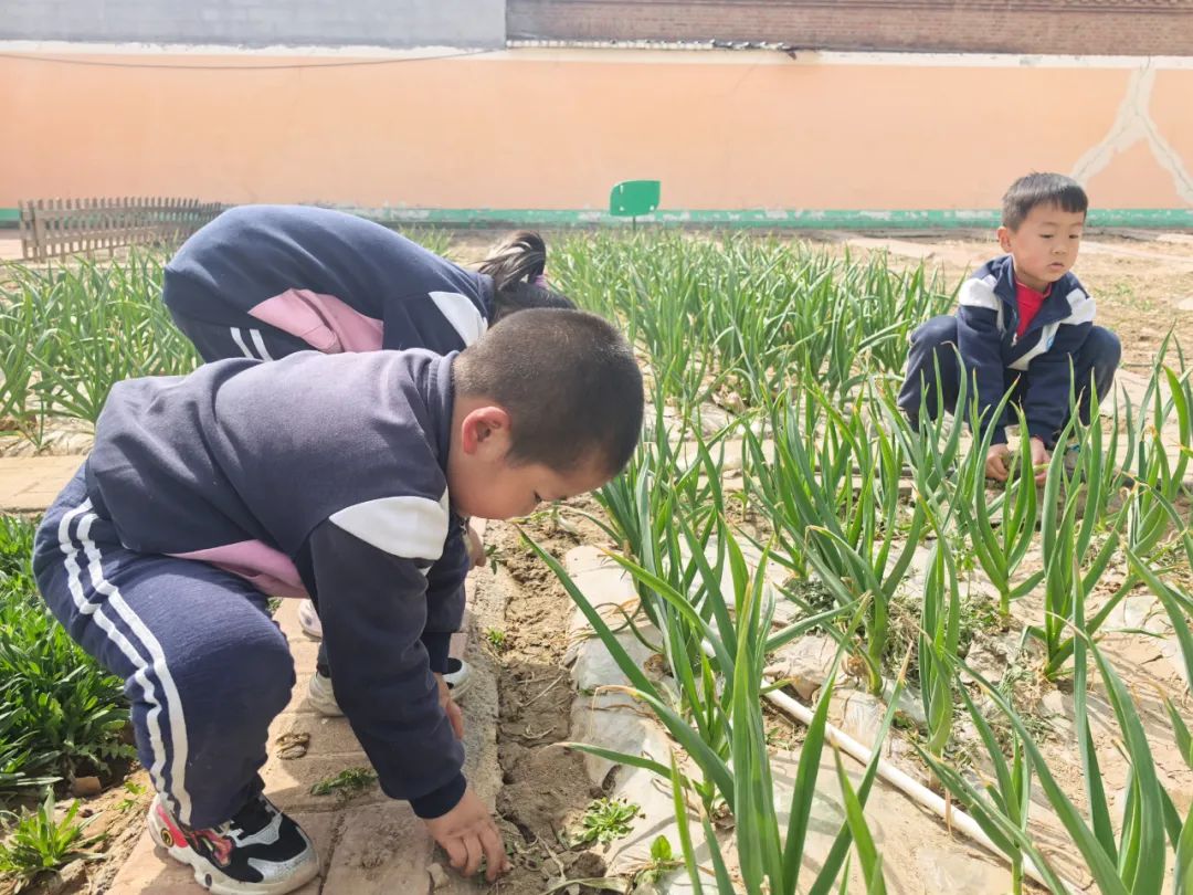 【自主课程—生命生长课程】蒜，长高了——城幼（李家园区）小中班幼儿课程故事-幼师课件网第45张图片