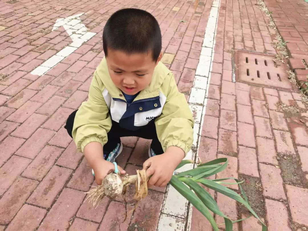 【自主课程—生命生长课程】蒜，长高了——城幼（李家园区）小中班幼儿课程故事-幼师课件网第149张图片