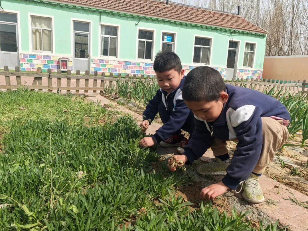 【自主课程—生命生长课程】蒜，长高了——城幼（李家园区）小中班幼儿课程故事-幼师课件网第44张图片
