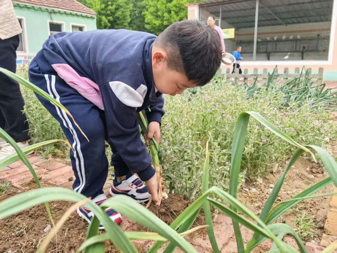 【自主课程—生命生长课程】蒜，长高了——城幼（李家园区）小中班幼儿课程故事-幼师课件网第134张图片