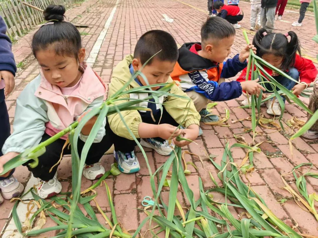 【自主课程—生命生长课程】蒜，长高了——城幼（李家园区）小中班幼儿课程故事-幼师课件网第150张图片