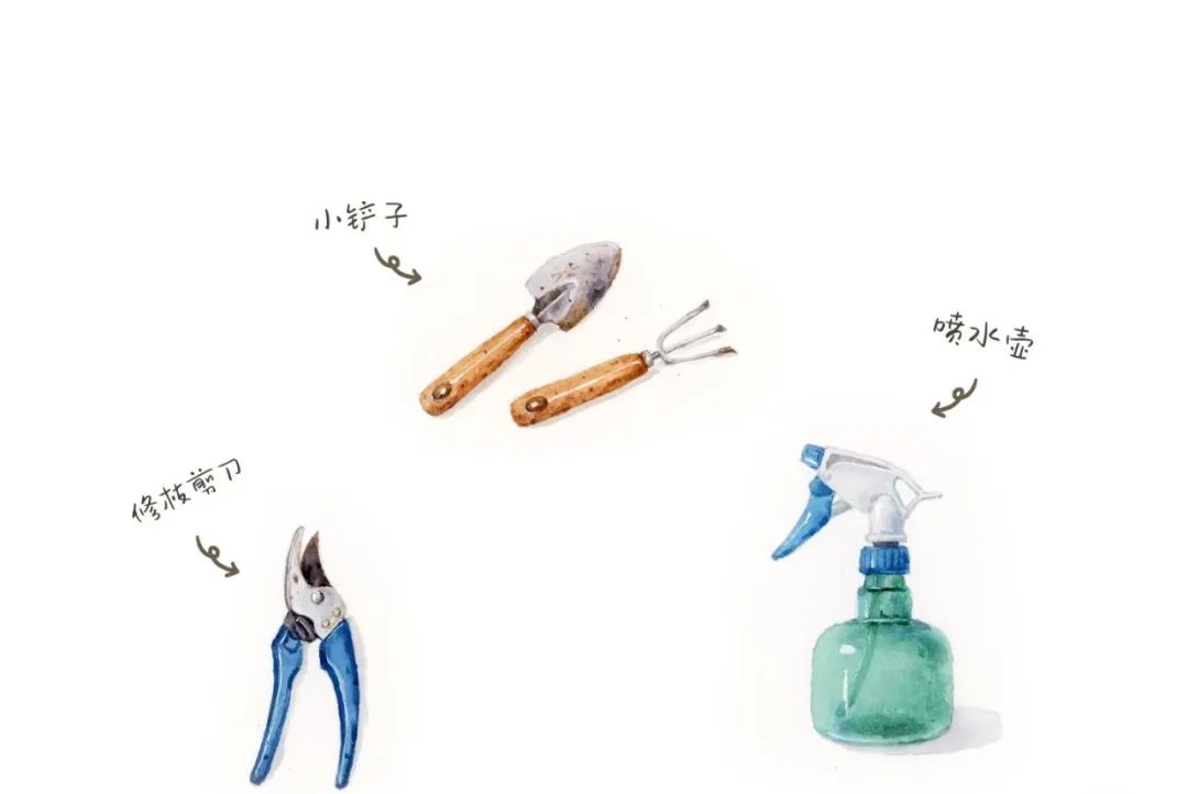 【自主课程—生命生长课程】蒜，长高了——城幼（李家园区）小中班幼儿课程故事-幼师课件网第34张图片
