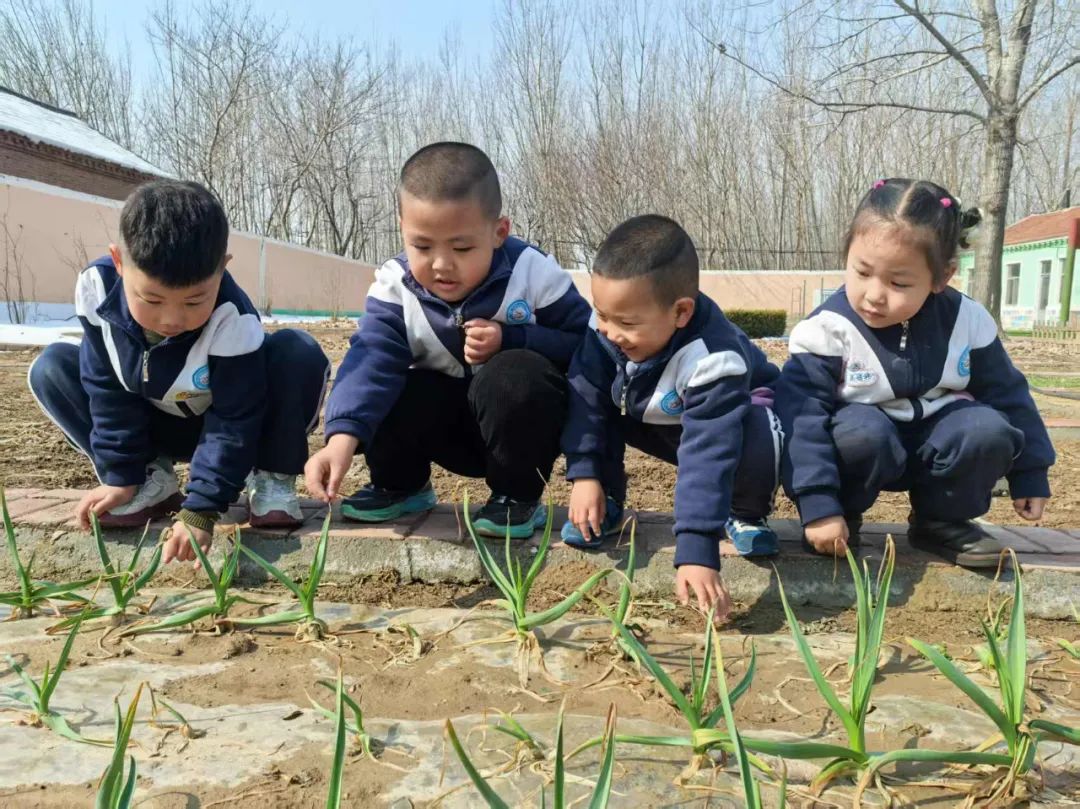 【自主课程—生命生长课程】蒜，长高了——城幼（李家园区）小中班幼儿课程故事-幼师课件网第59张图片
