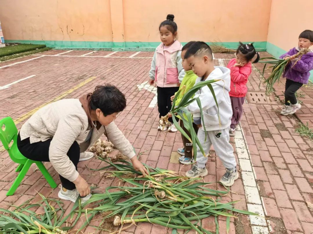 【自主课程—生命生长课程】蒜，长高了——城幼（李家园区）小中班幼儿课程故事-幼师课件网第143张图片