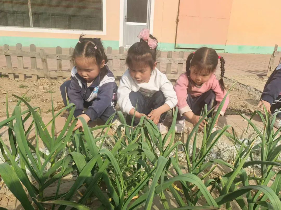 【自主课程—生命生长课程】蒜，长高了——城幼（李家园区）小中班幼儿课程故事-幼师课件网第65张图片