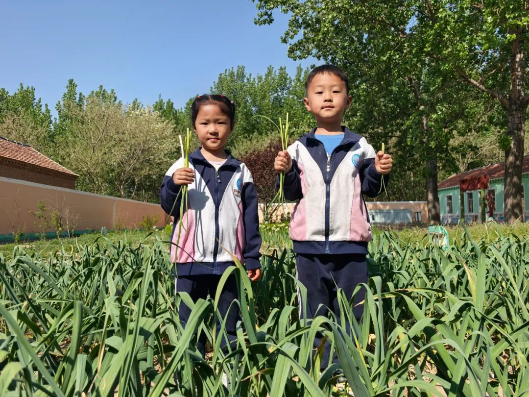 【自主课程—生命生长课程】蒜，长高了——城幼（李家园区）小中班幼儿课程故事-幼师课件网第114张图片
