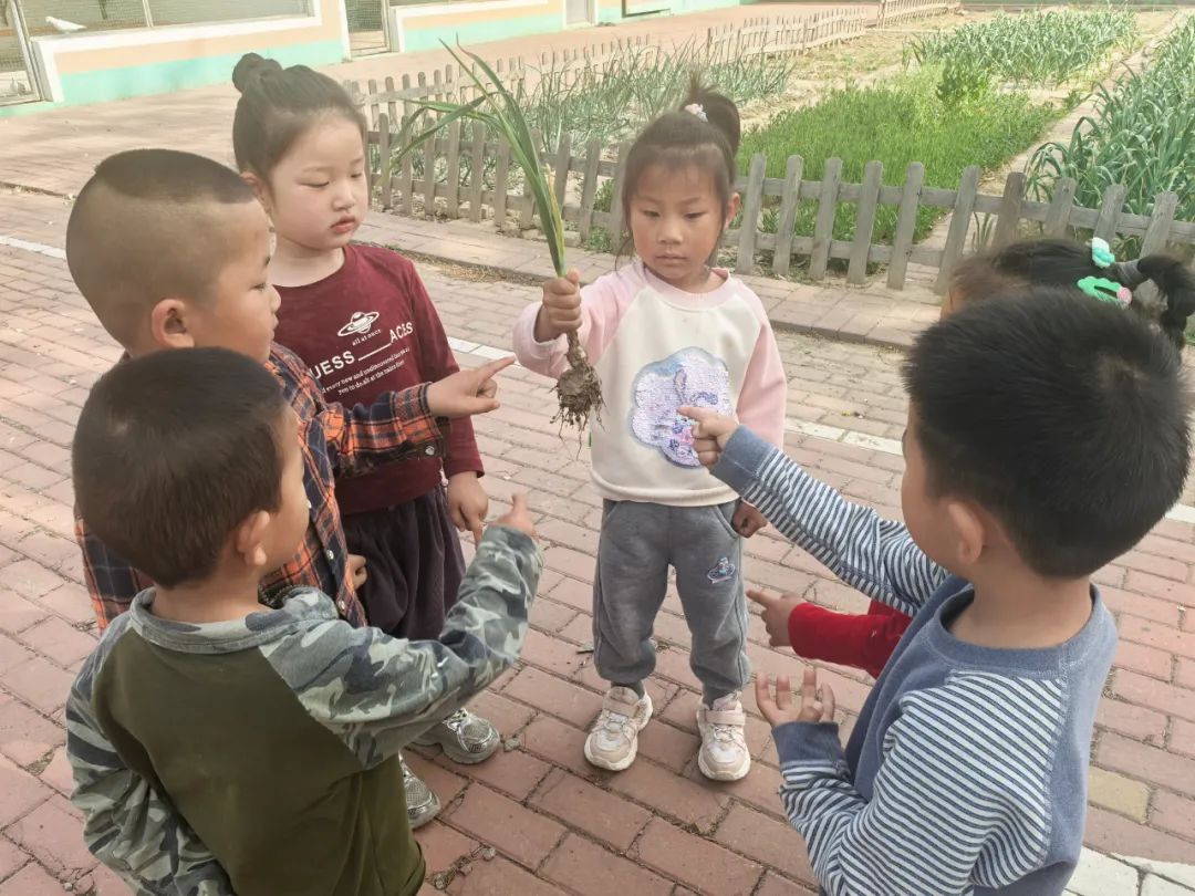 【自主课程—生命生长课程】蒜，长高了——城幼（李家园区）小中班幼儿课程故事-幼师课件网第70张图片
