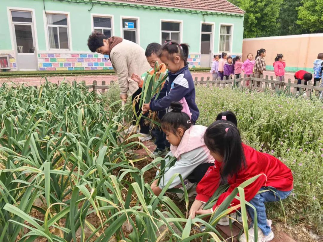 【自主课程—生命生长课程】蒜，长高了——城幼（李家园区）小中班幼儿课程故事-幼师课件网第136张图片