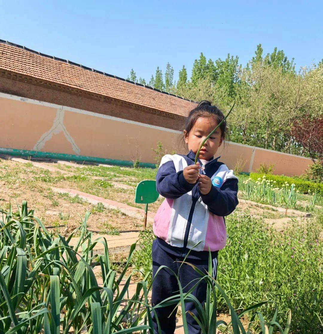【自主课程—生命生长课程】蒜，长高了——城幼（李家园区）小中班幼儿课程故事-幼师课件网第109张图片