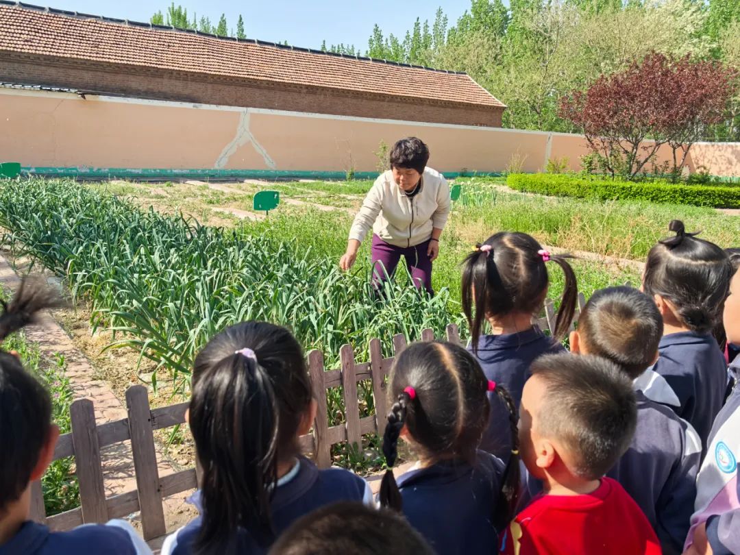 【自主课程—生命生长课程】蒜，长高了——城幼（李家园区）小中班幼儿课程故事-幼师课件网第105张图片