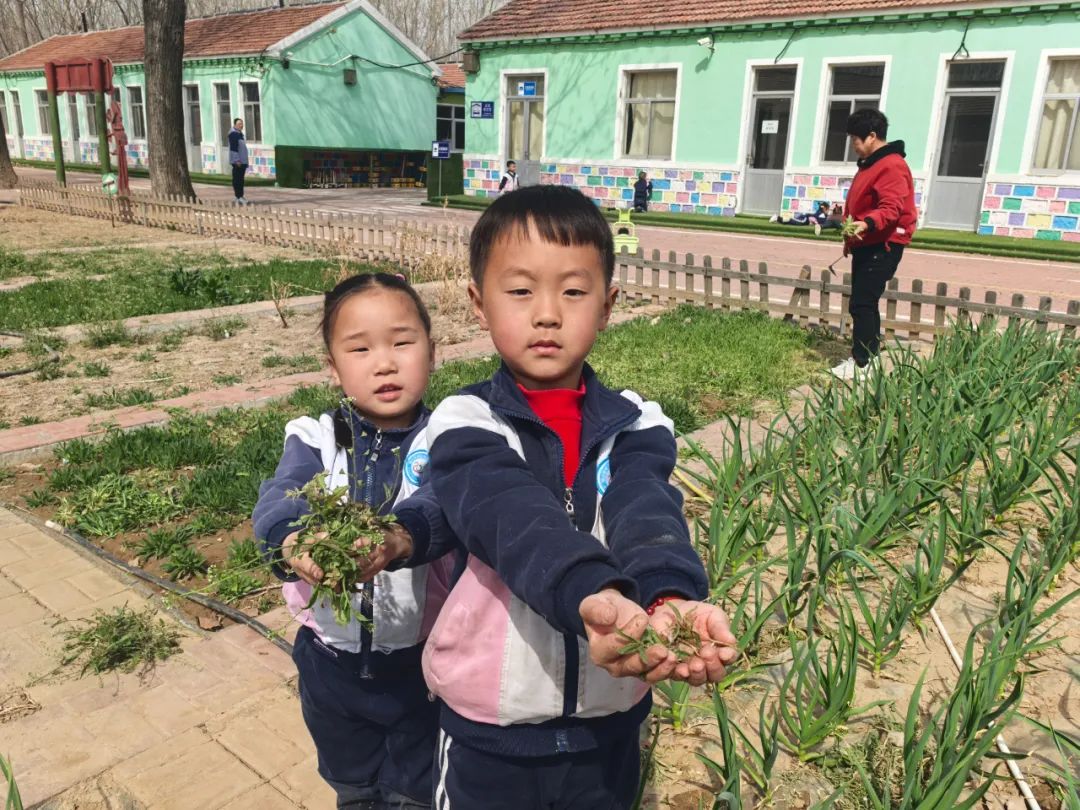 【自主课程—生命生长课程】蒜，长高了——城幼（李家园区）小中班幼儿课程故事-幼师课件网第43张图片
